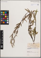 Foto von Salix elbursensis Boiss.